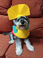 Kuzco dog costume