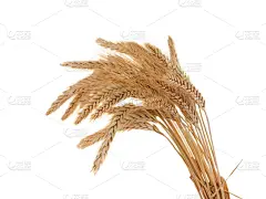 全麦,分离着色,自然,合成图像,大麦,水平画幅,秋天,无人,乡村,有机食品