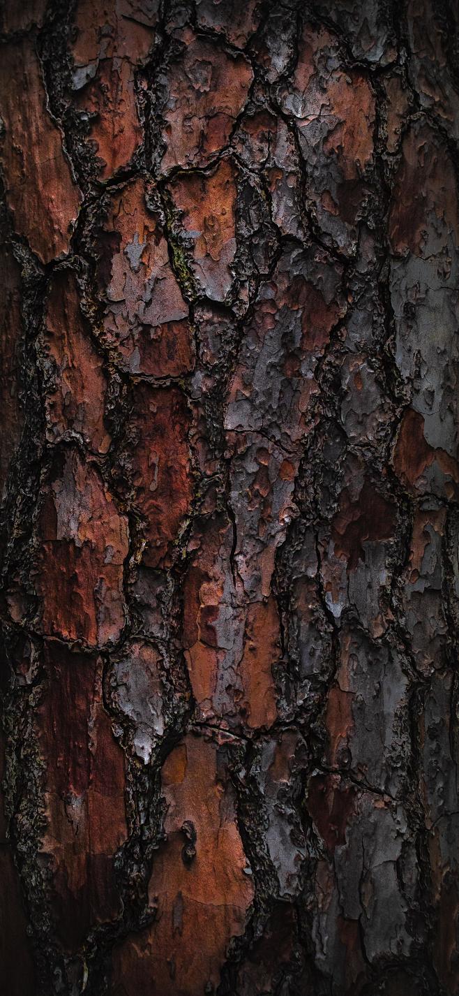 原图壁纸：木纹和树皮-今日头条