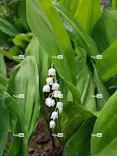 莉莉山谷 花壁纸 绿色 花 美丽的花朵 自然 花卉背景 植物