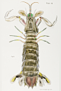 甲壳图鉴●皮皮虾