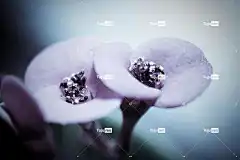 花 美丽的花朵 自然 特写 花卉背景 植物 花壁纸 蓝花