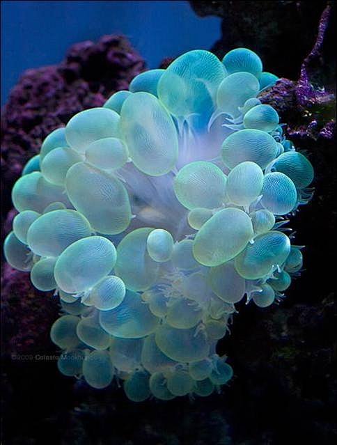 漂亮的珊瑚 