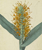 Hedychrinum augustifolium botanical print by James Sowerby