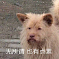 沙雕表情包 - 堆糖