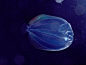 transparent-larval-flounder-newbert