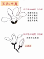 国画入门｜花卉必学技巧（2）简单易学