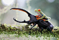   frog on the hercules beetle photo