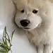 委屈小狗大赏 ​​​​