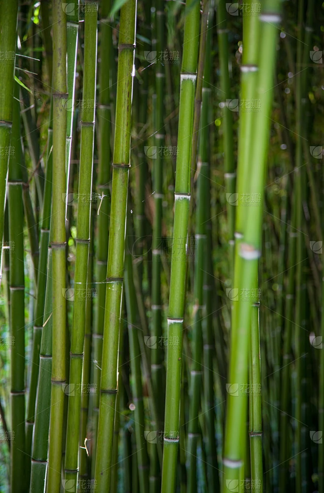竹树-花瓣网