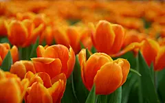 郁金香花田花卉壁纸桌面