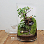 屿路生活 限量正品 苔藓微景观 苔藓生态瓶 制作成品 代写贺卡
