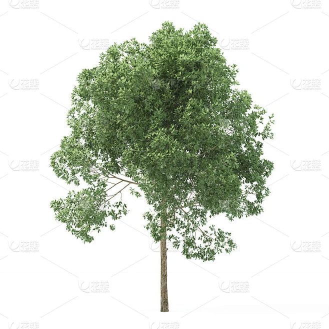 桤木。树孤立的白色背景。3 d渲染。素材-花瓣网
