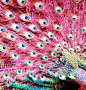 Pink Peacock,. So pretty: 