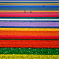 Flower field in Holland 