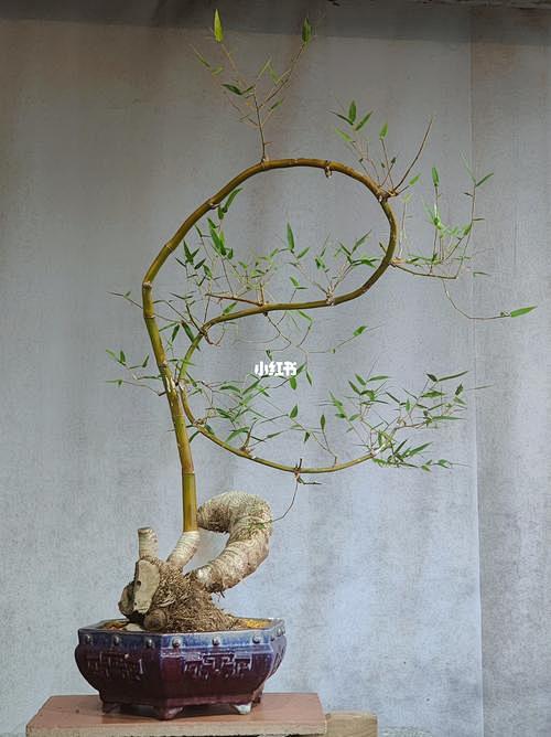 簕竹盆景_百度图片搜索