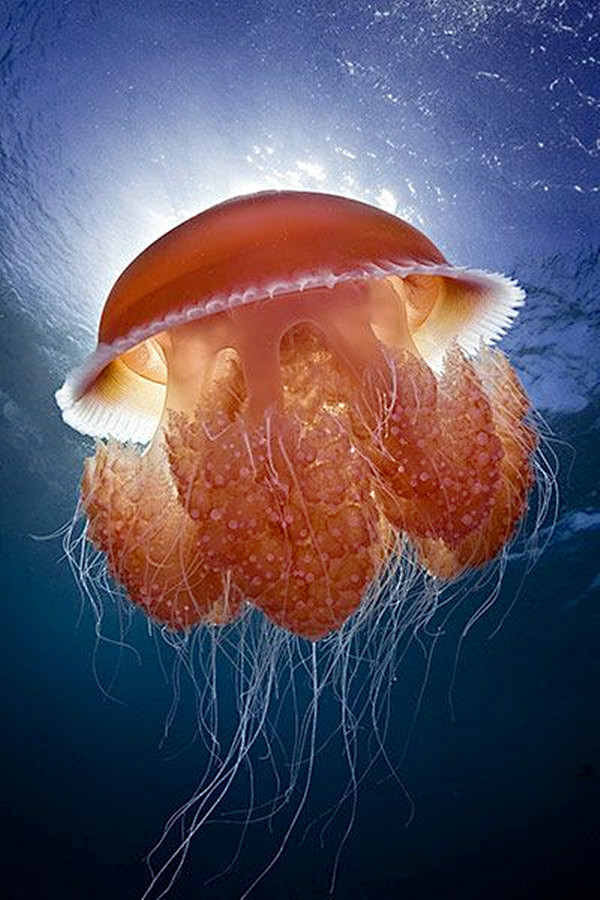 海洋生物19张非常漂亮的水母图赏