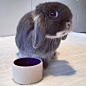 Mr. TeddyBunny是来自澳大利亚的一只兔兔，刚刚过了两岁的生日，在ins上被誉为“最想抱抱的兔兔” ，很萌很可爱了~ （ins: mr.teddybunny） ​​​​