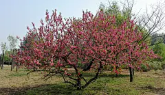 丛生朴树孤植图片_乔木意向图片素材-花瓣网