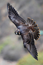 jaws-and-claws:

Juvenile Peregrine Falcon by bmse on Flickr.