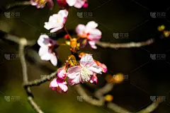 梅花在立春时节盛开
