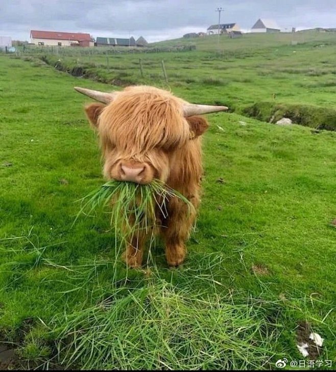 苏格兰高地牛宝宝，总是顶着一头不羁的发型...
