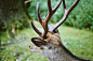 ＩＮ.、33、deer、鹿、都是我爱的