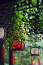 #南京文旅# #在线文旅赏析# 甘熙宅第·木香花开。 摄影@方方华华 ​​​​