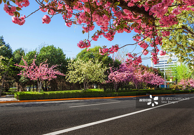 樱花与城市道路