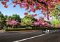 樱花与城市道路