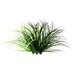 ヾ凌傢尐贰﹌采集到花草