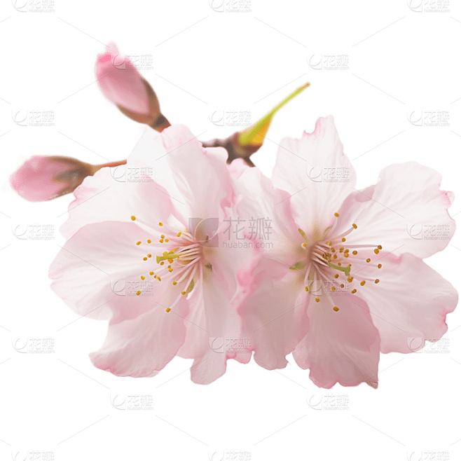 浪漫粉色樱花花朵