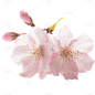浪漫粉色樱花花朵