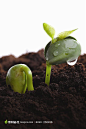 植物素材png