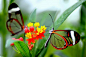 绝美！南美洲惊现透明翅膀蝴蝶 - 杭网图库- 杭州网【Greta Oto是一种分布于墨西哥到阿根廷很多地区的蝴蝶，它们的特点是令人眩目的“玻璃翅膀”，翼长5.5-6厘米。】 