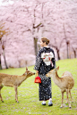 #旅行婚纱#  京都奈良 樱花 小鹿  ​​​​