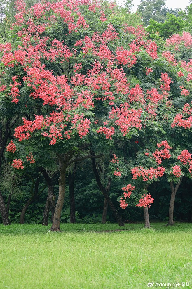 复羽叶栾树