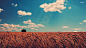 clouds fields summer wheat skies - Wallpaper (#2533270) / Wallbase.cc