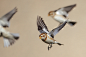 Photograph snow bunting