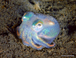 This shiny, holographic little guy is called a "stubby squid" (Rossia pacifica)