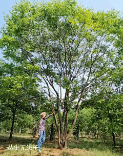 小孟小孟MM采集到A2-植物选形