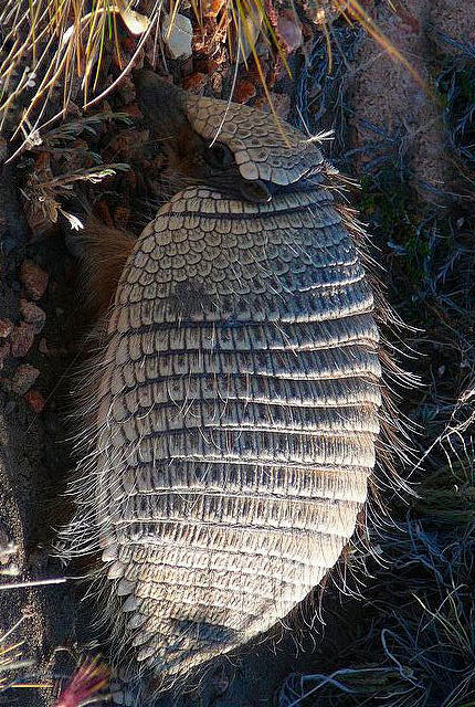 贫齿目犰狳科小犰狳属小犰狳