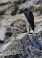 Photograph Little Blue Heron by Murray MacLeod on 500px