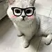 念miaomiao