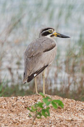 鸻形目石鸻科大石鸻属大石鸻