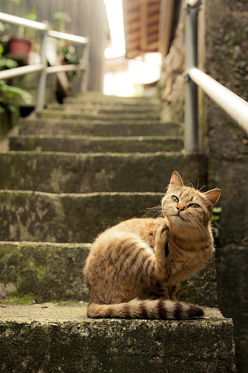 （ ﾟ毒ﾟ）< しんどい。 : ねこむき...