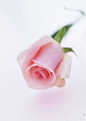 自然花卉玫瑰白色背景 - 壁纸（#1587826）/ Wallbase.cc