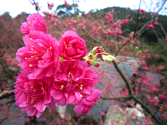 〆流年亦夢╮采集到花卉•八重樱