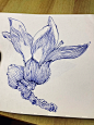 立志成为绘画大佬的第2天｜画木棉花 - 小红书
