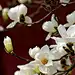 #爱上这座城#丙申年二月十五日，花朝。京城芳菲正盛，宫中群芳仍寐，待春风。只玉兰初绽，绀缕堆云，清腮润玉，一见钟情。